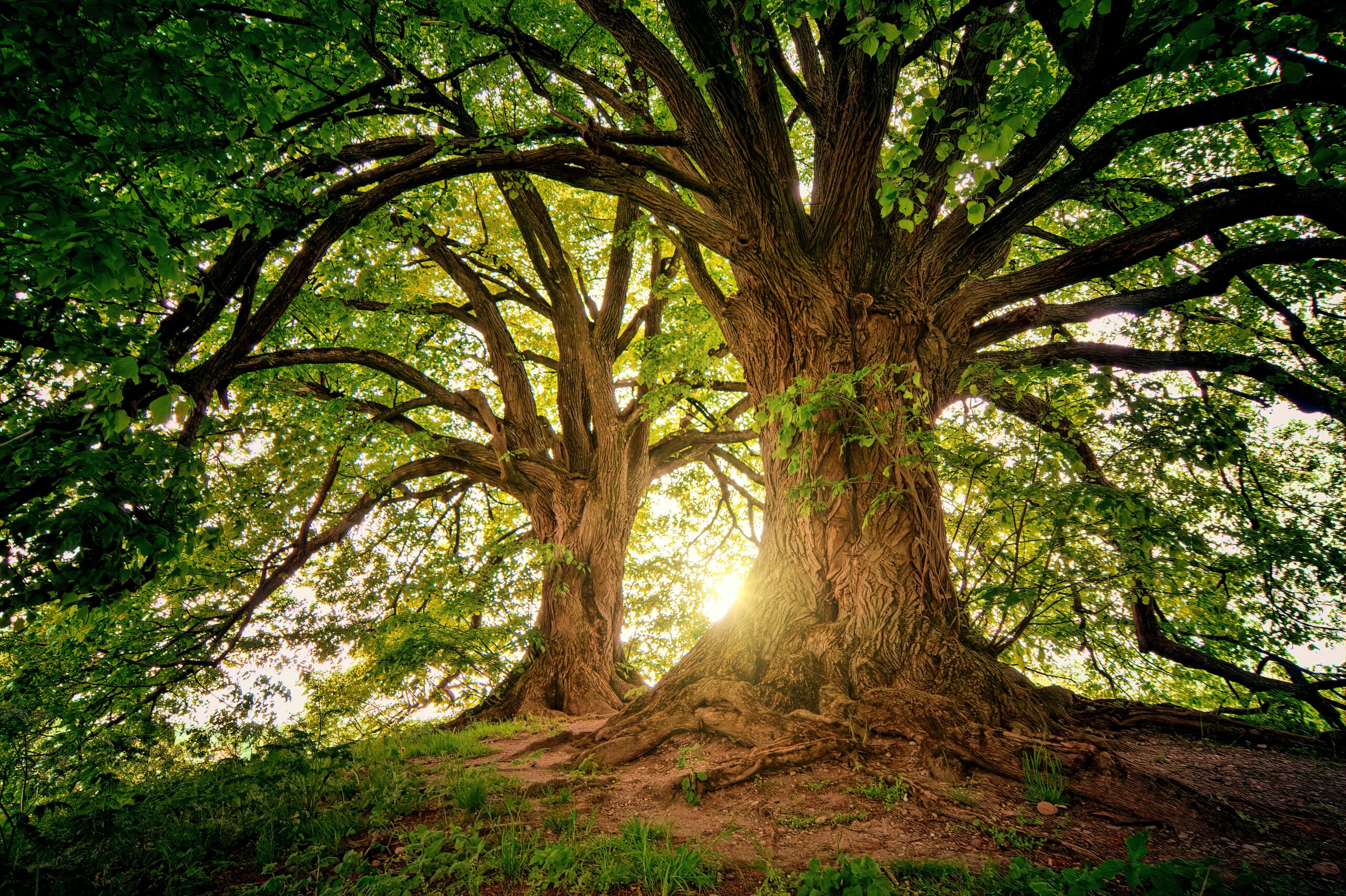 biodiversity and sustainability strategy – Ohana public affairs consultancy biodiversity and sustainability strategy - Ohana public affairs consultancy