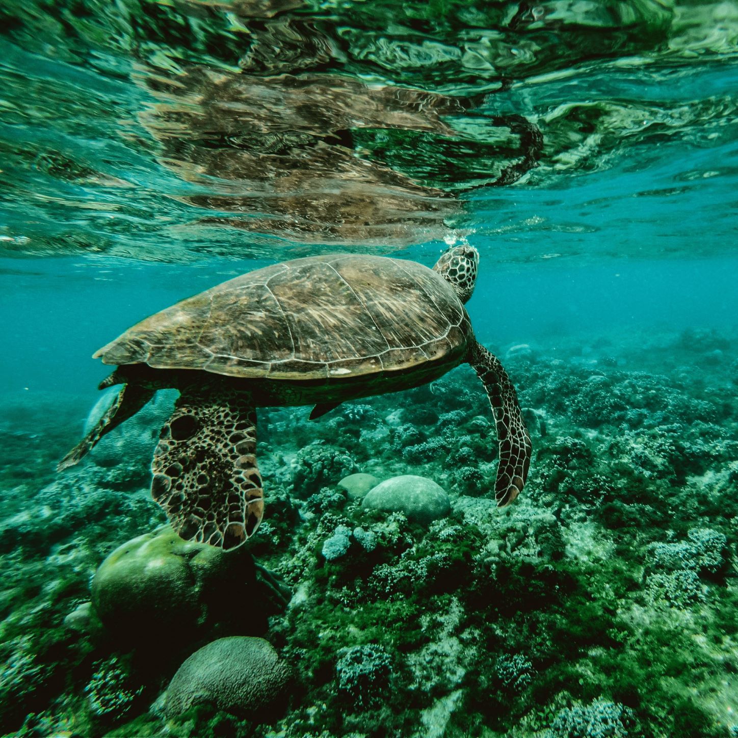 -biodiversity-goals-ohana-public-affairs -biodiversity-goals-ohana-public-affairs