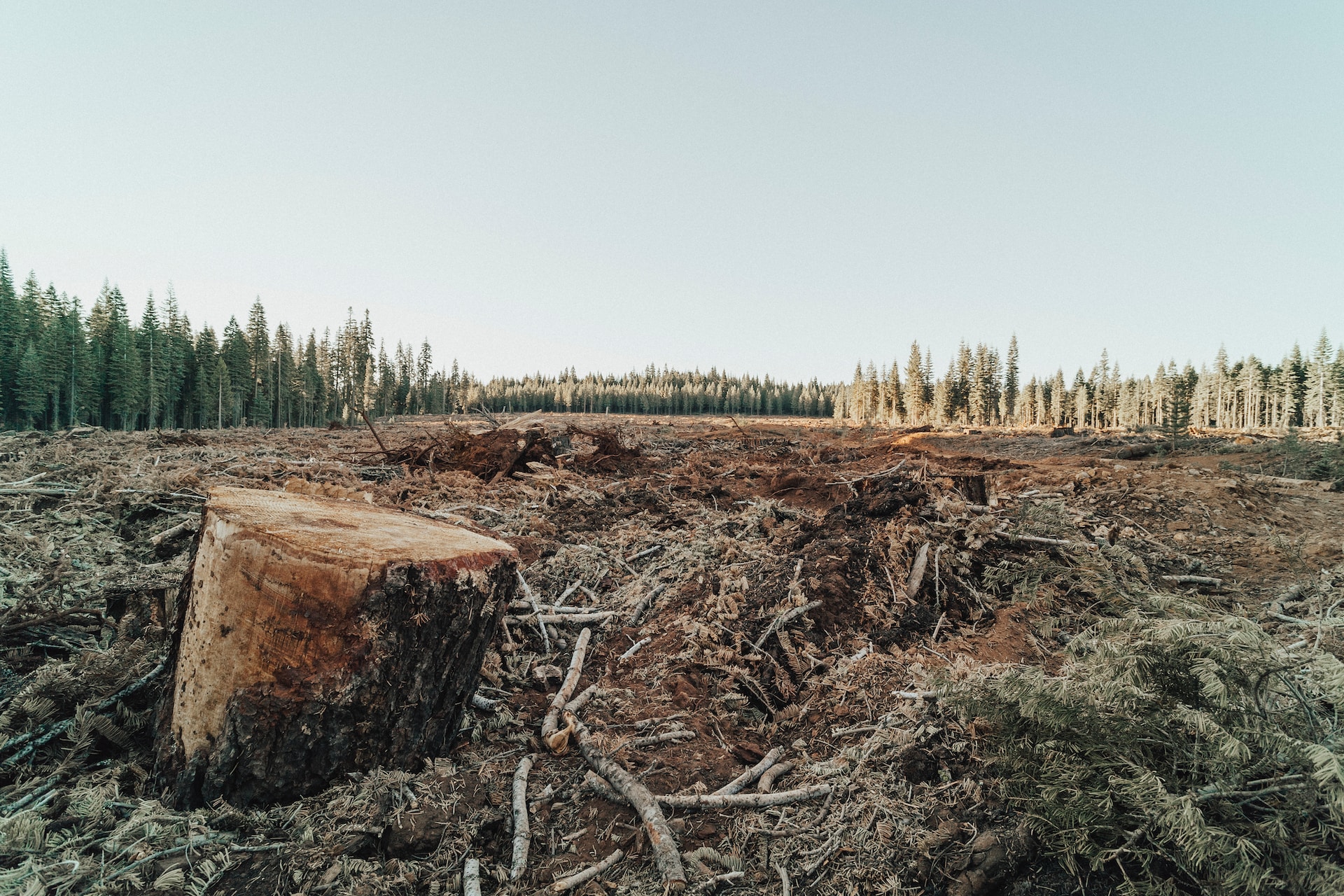 EU-deforestation-regulation-ohana-public-affairs